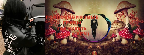 сатива Новокубанск