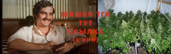 сатива Новокубанск